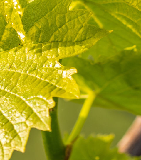 gros plan feuilles vigne vert frais arriere plan flou 1@2x